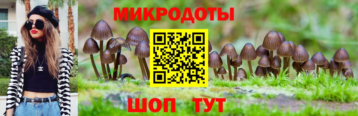 Псилоцибиновые грибы Psilocybine cubensis Пугачёв